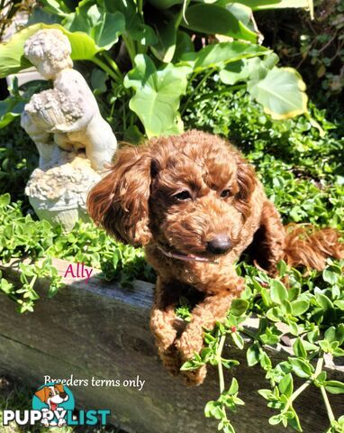 Purebred Ruby Toy Poodle  available on Breeders Terms in the south Eastern Suburbs of Melbourne.