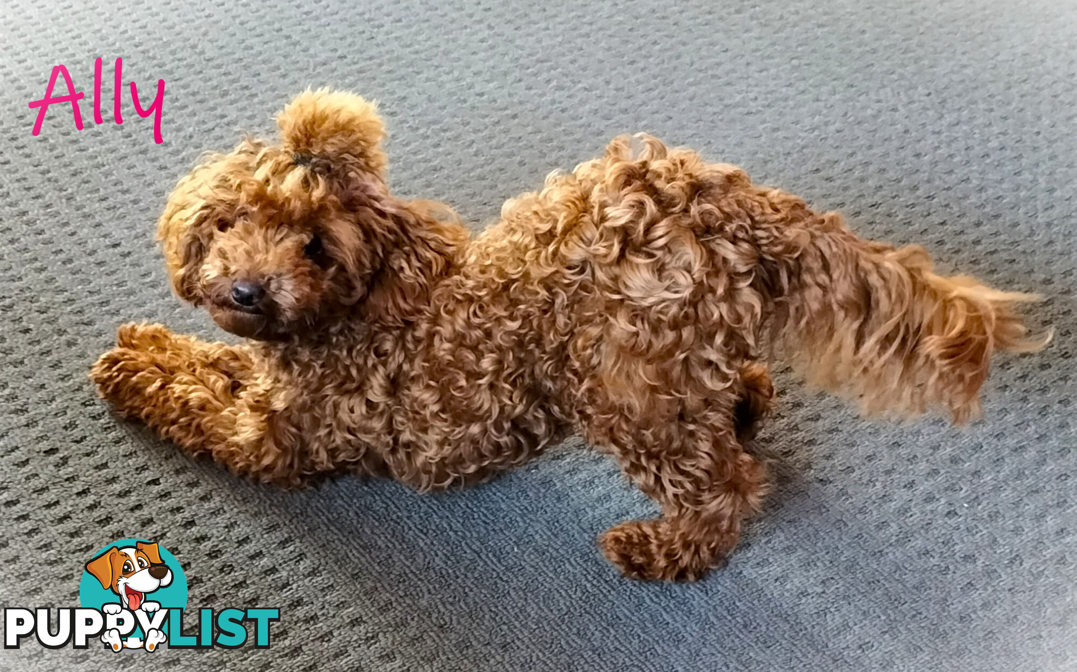 Purebred Ruby Toy Poodle  available on Breeders Terms in the south Eastern Suburbs of Melbourne.