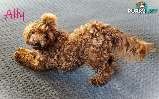 Purebred Ruby Toy Poodle  available on Breeders Terms in the south Eastern Suburbs of Melbourne.