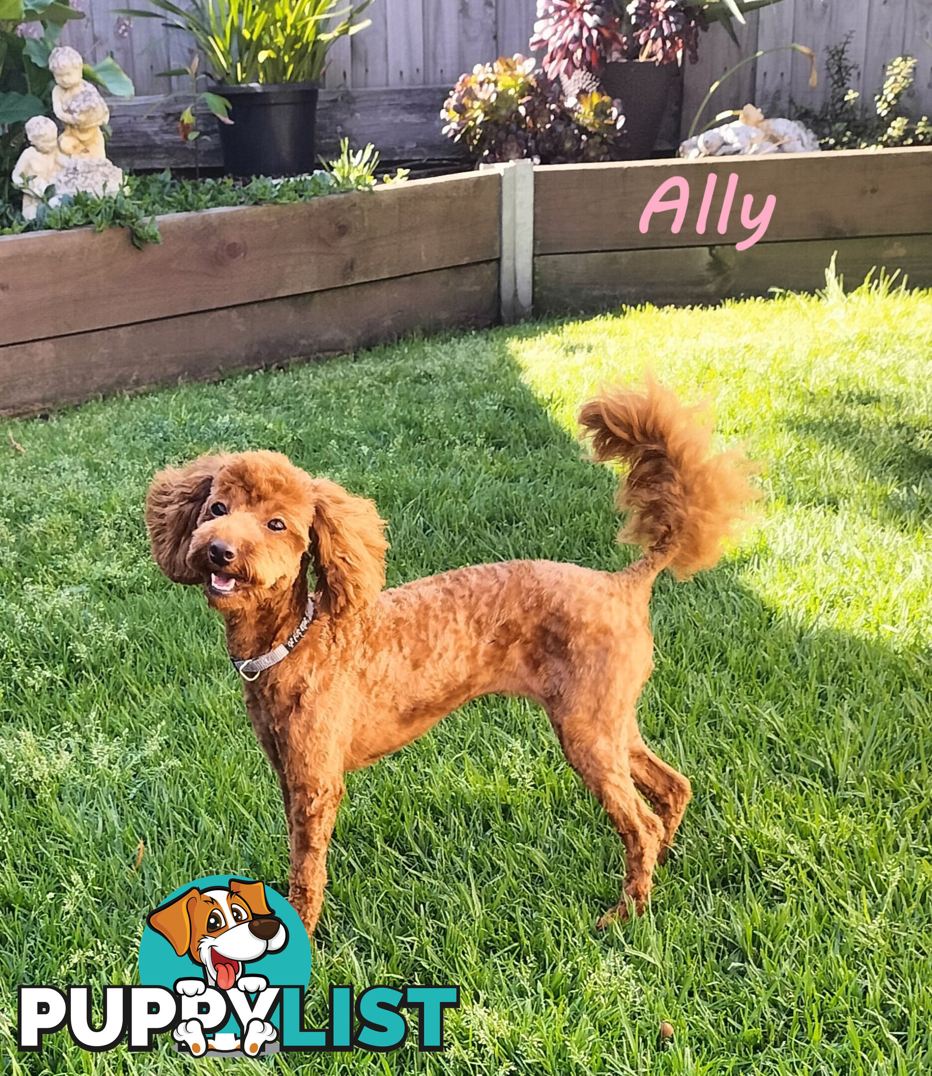 Purebred Ruby Toy Poodle  available on Breeders Terms in the south Eastern Suburbs of Melbourne.