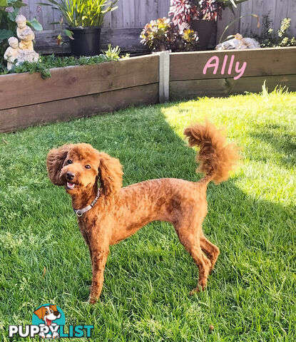 Purebred Ruby Toy Poodle  available on Breeders Terms in the south Eastern Suburbs of Melbourne.