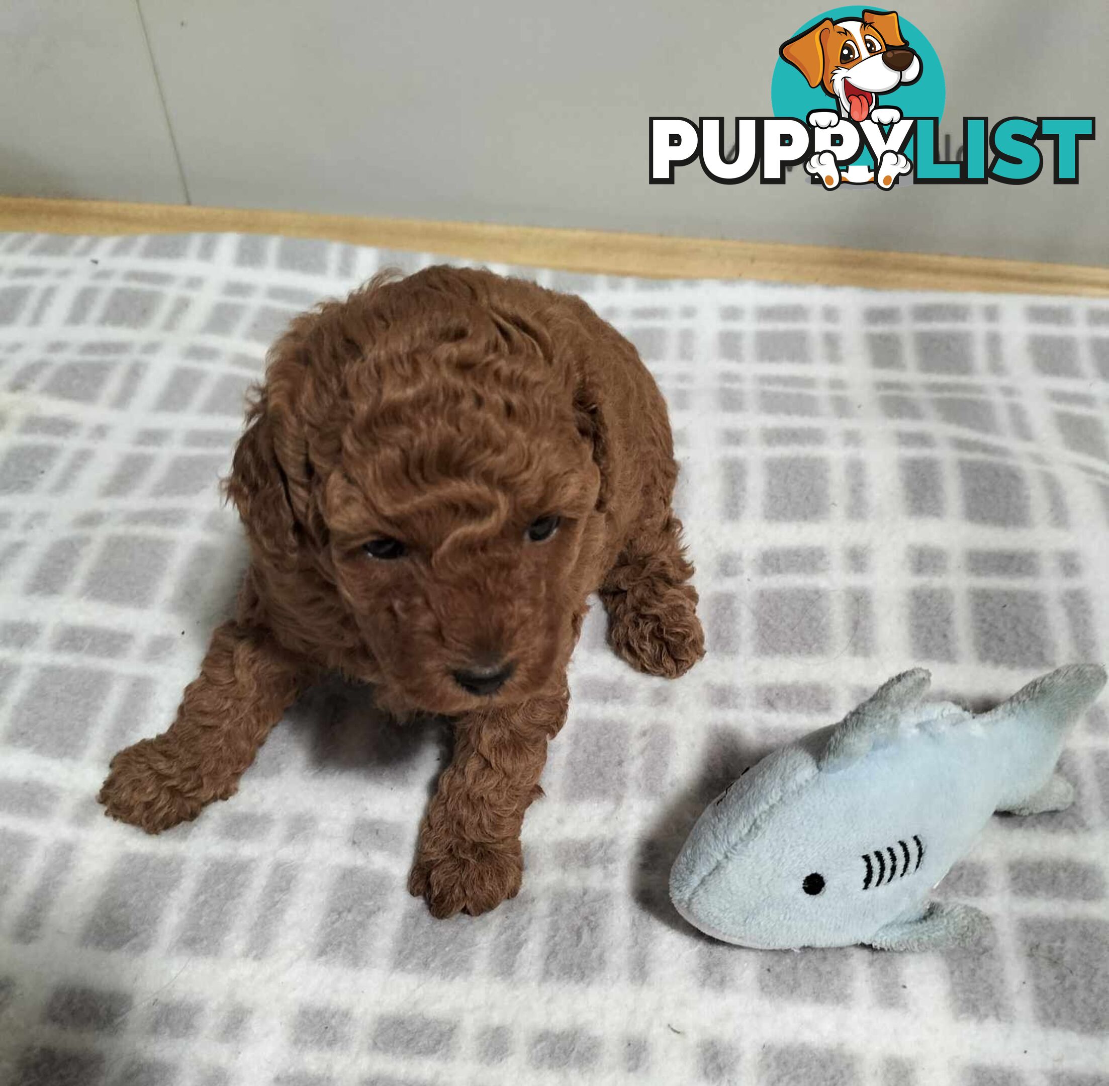 Purebred Ruby Toy Poodle  available on Breeders Terms in the south Eastern Suburbs of Melbourne.