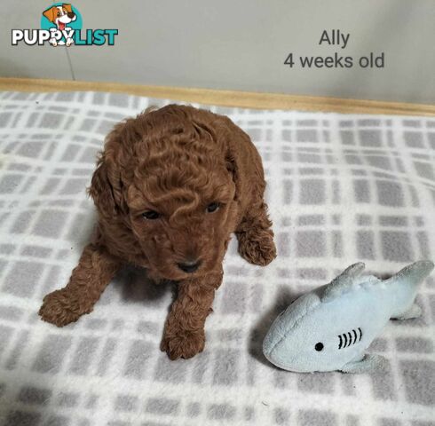 Purebred Ruby Toy Poodle  available on Breeders Terms in the south Eastern Suburbs of Melbourne.