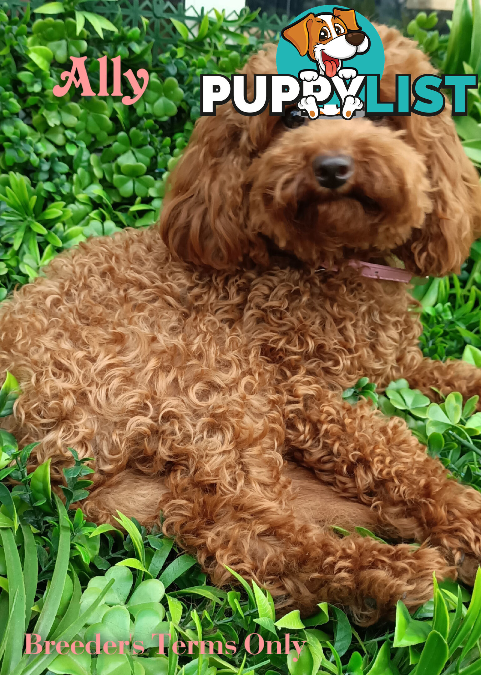 Purebred Ruby Toy Poodle  available on Breeders Terms in the south Eastern Suburbs of Melbourne.