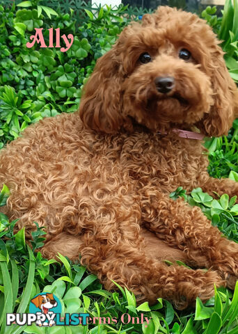 Purebred Ruby Toy Poodle  available on Breeders Terms in the south Eastern Suburbs of Melbourne.