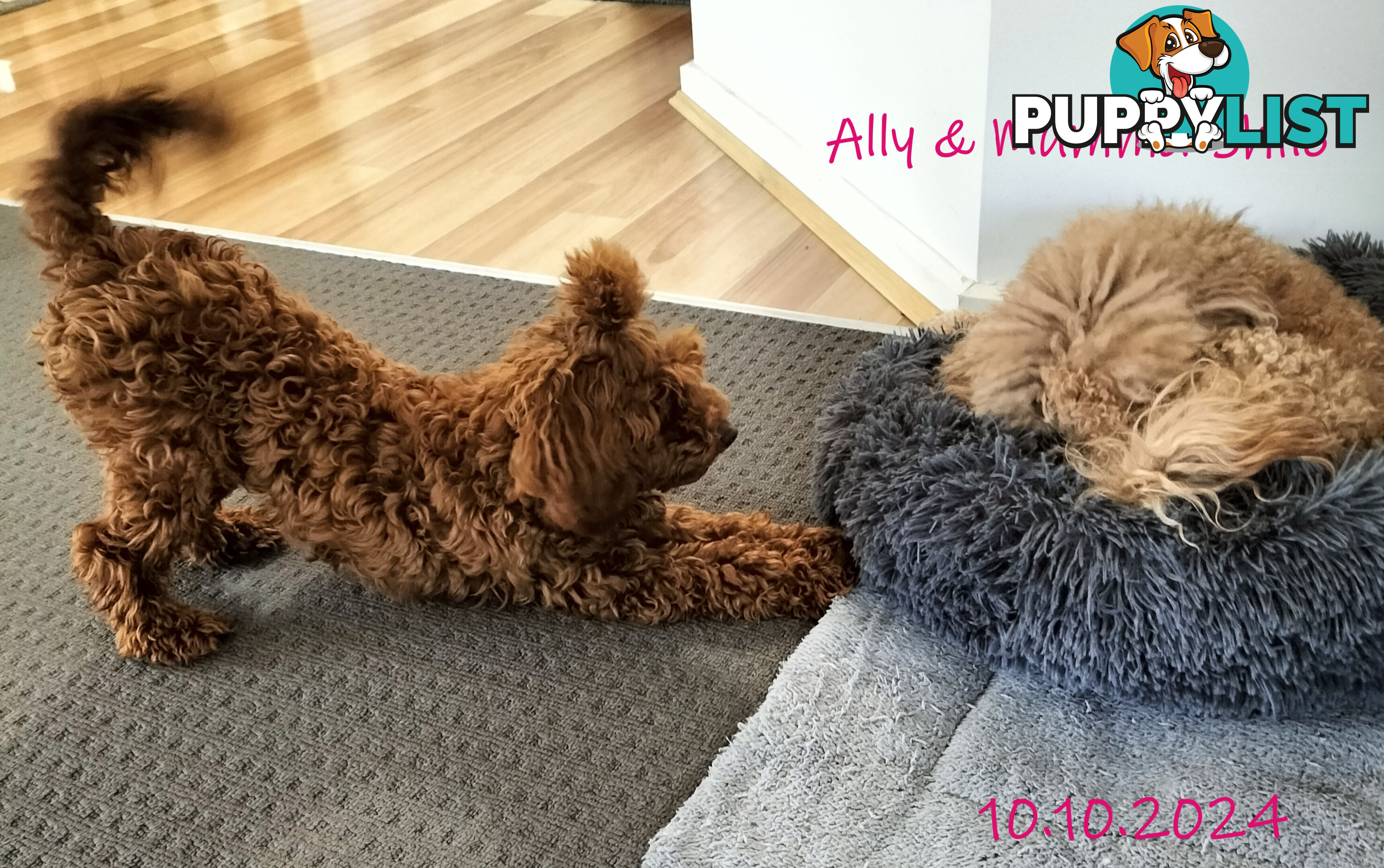 Purebred Ruby Toy Poodle  available on Breeders Terms in the south Eastern Suburbs of Melbourne.