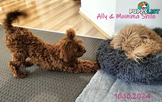 Purebred Ruby Toy Poodle  available on Breeders Terms in the south Eastern Suburbs of Melbourne.