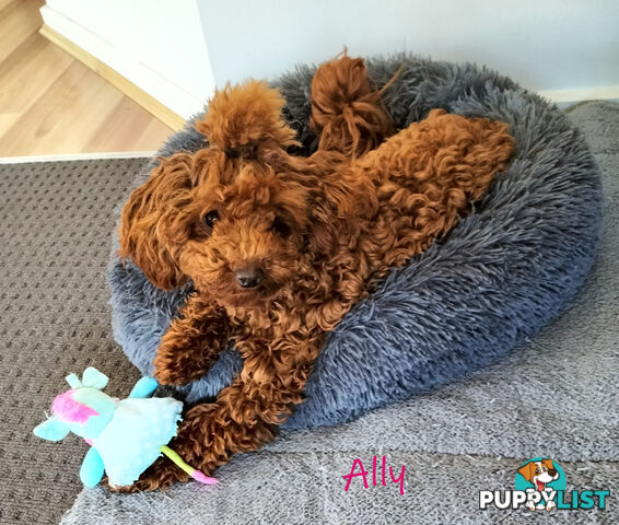 Purebred Ruby Toy Poodle  available on Breeders Terms in the south Eastern Suburbs of Melbourne.