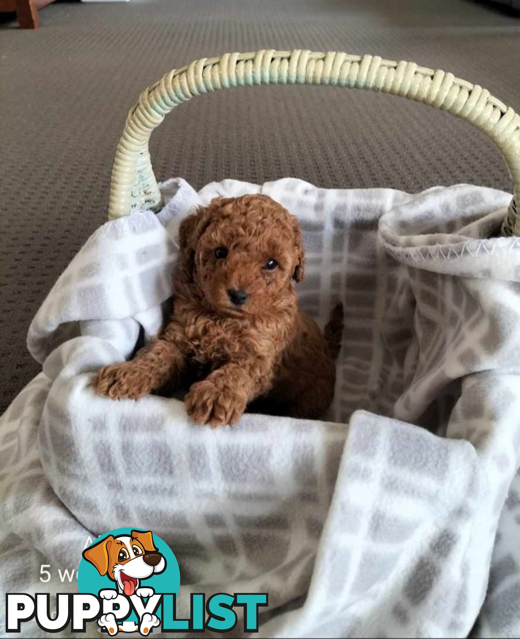 Purebred Ruby Toy Poodle  available on Breeders Terms in the south Eastern Suburbs of Melbourne.