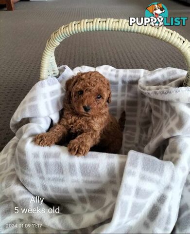 Purebred Ruby Toy Poodle  available on Breeders Terms in the south Eastern Suburbs of Melbourne.