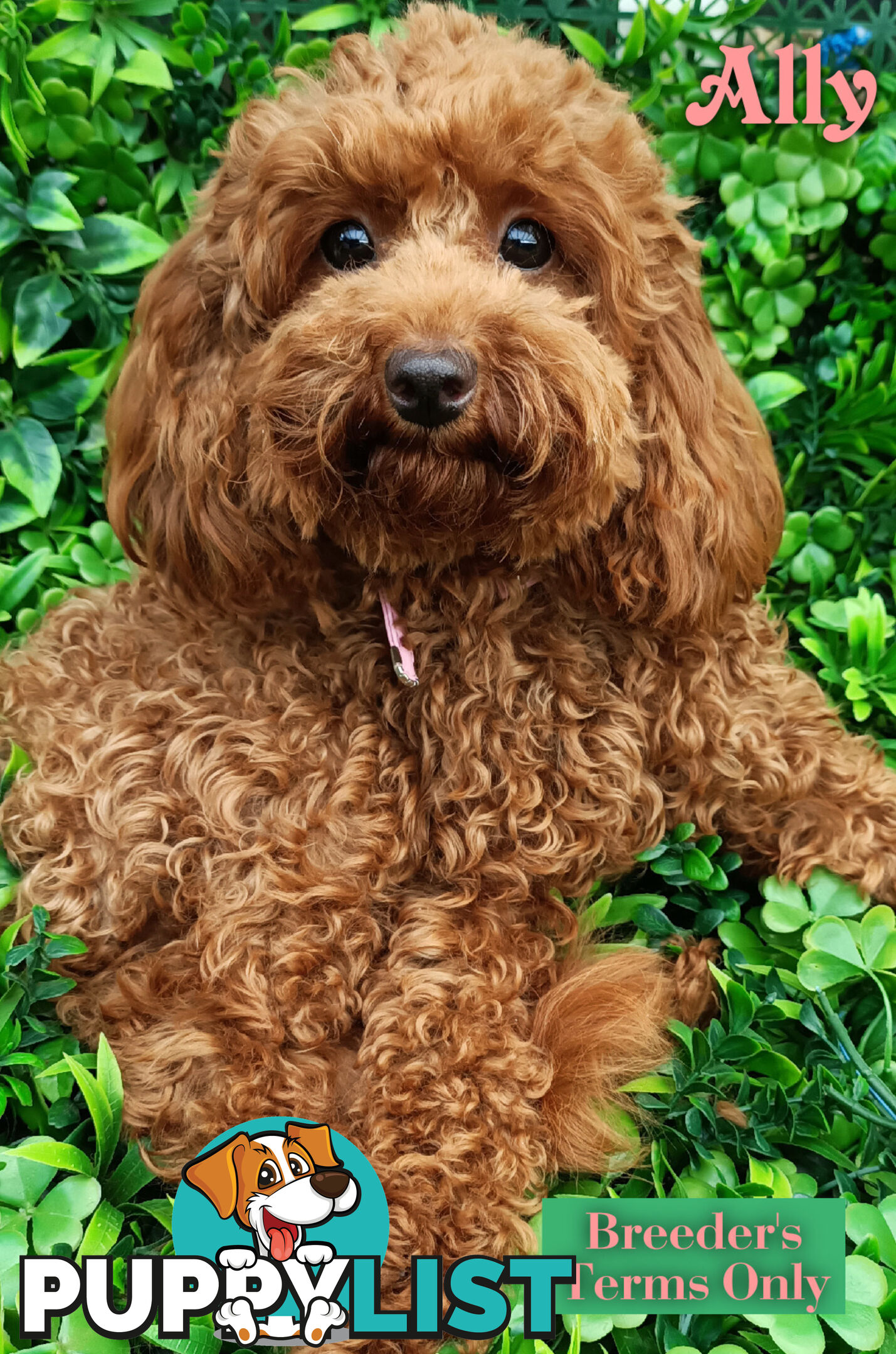 Purebred Ruby Toy Poodle  available on Breeders Terms in the south Eastern Suburbs of Melbourne.