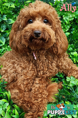 Purebred Ruby Toy Poodle  available on Breeders Terms in the south Eastern Suburbs of Melbourne.