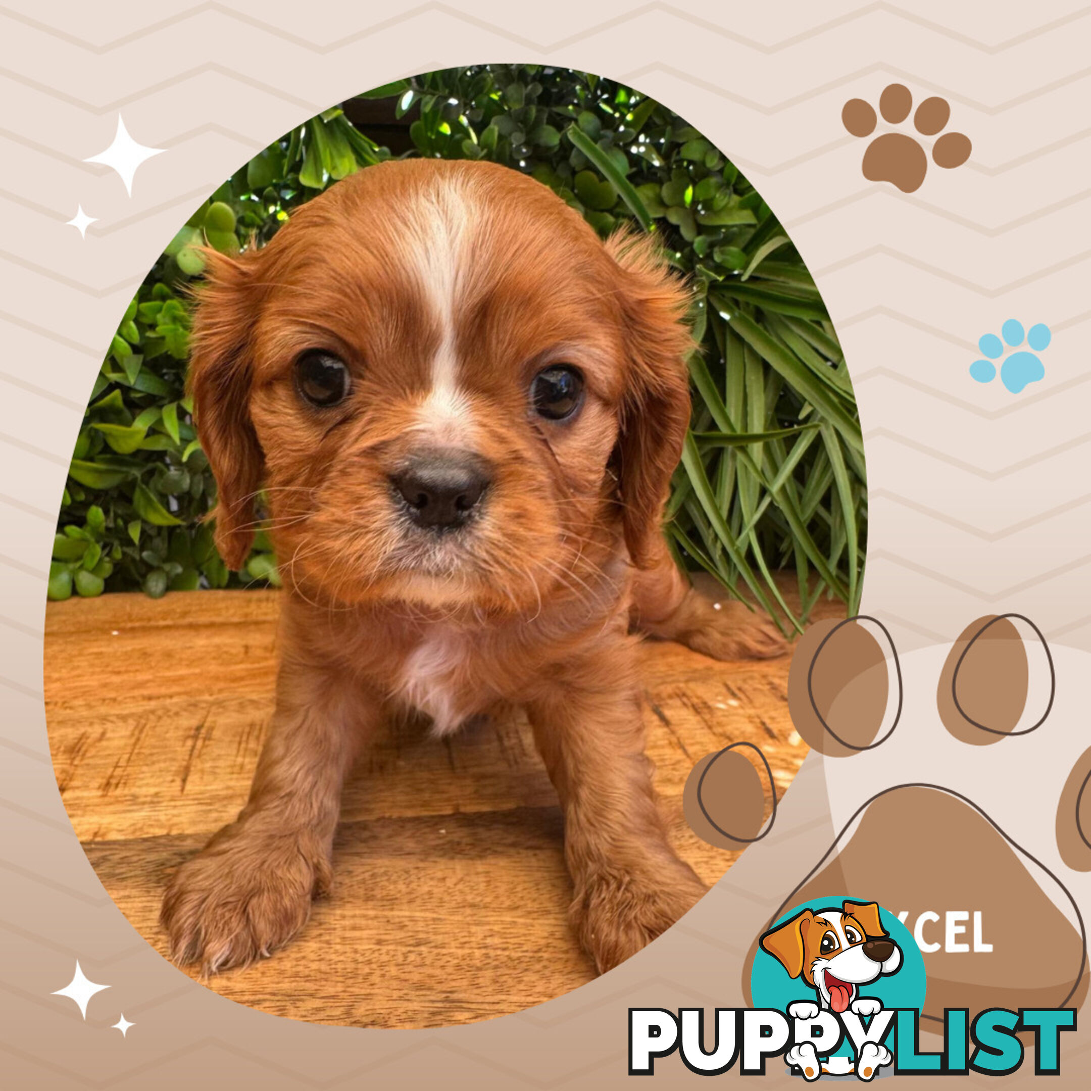 Purebred Ruby Cavalier King Charles Spaniels, DNA Tested, Boronia Vic 3155