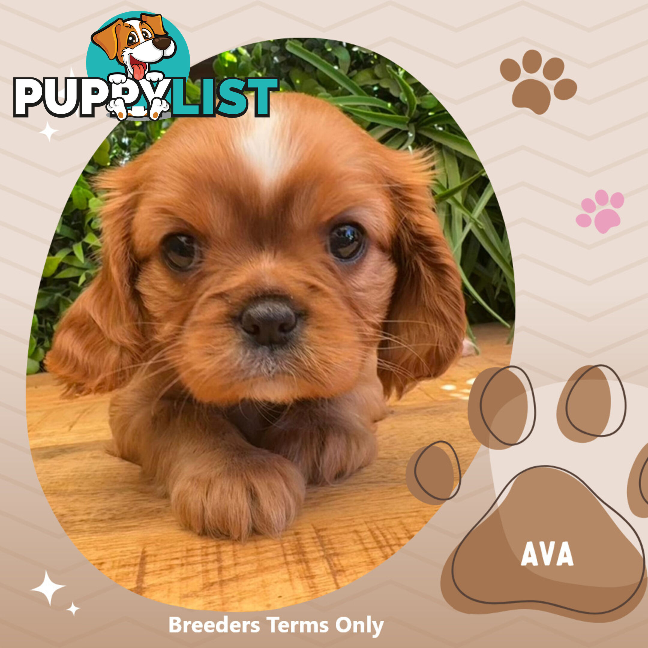 Purebred Ruby Cavalier King Charles Spaniels, DNA Tested, Boronia Vic 3155