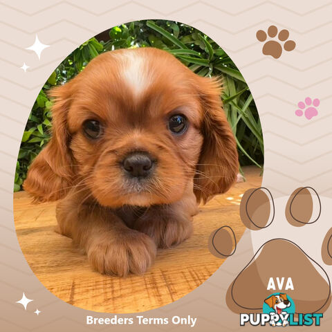 Purebred Ruby Cavalier King Charles Spaniels, DNA Tested, Boronia Vic 3155