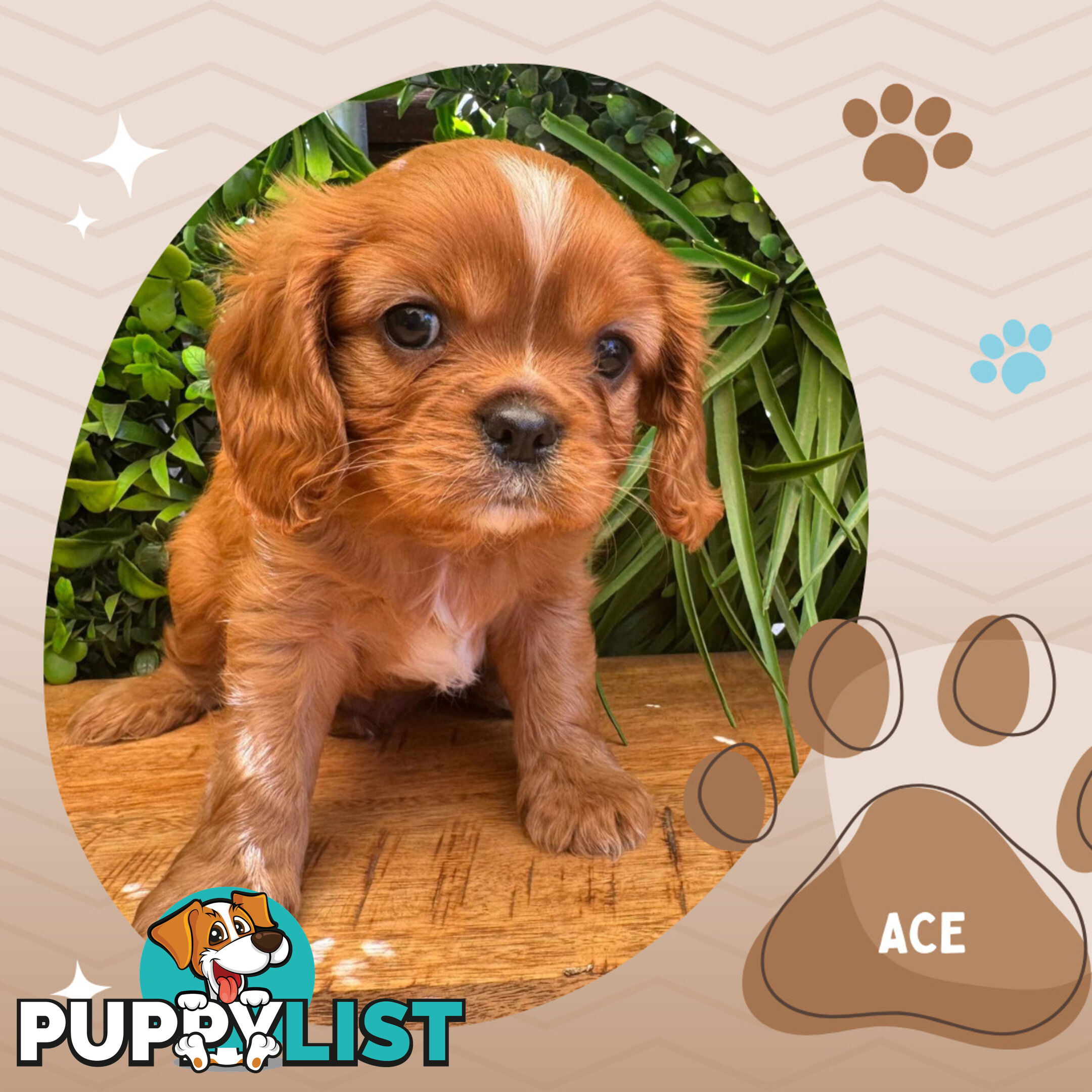 Purebred Ruby Cavalier King Charles Spaniels, DNA Tested, Boronia Vic 3155