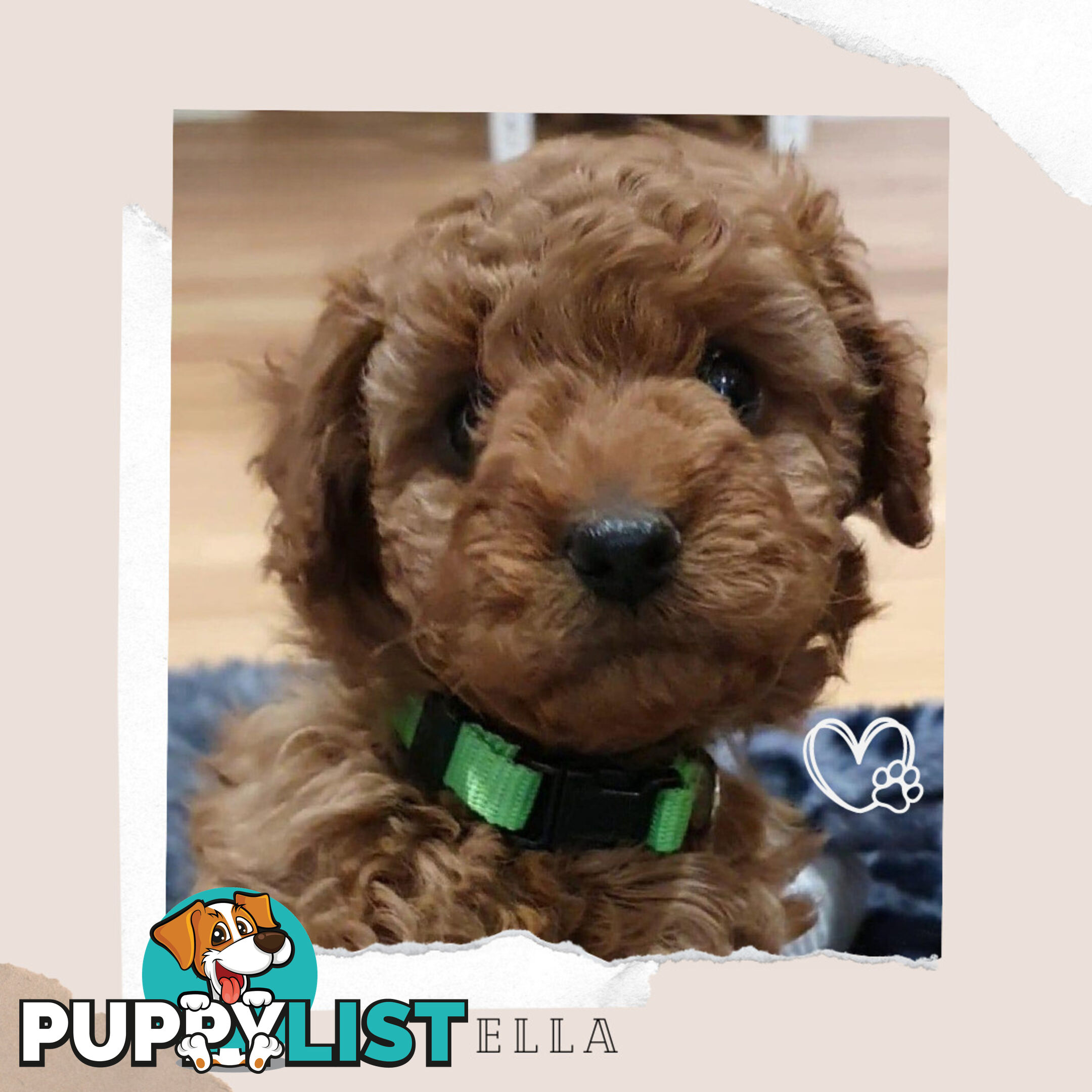 F1b Ruby Toy Cavoodles AV. 02.08.2024 - DNA tested & BH Guarantee Mt Martha Vic 3934