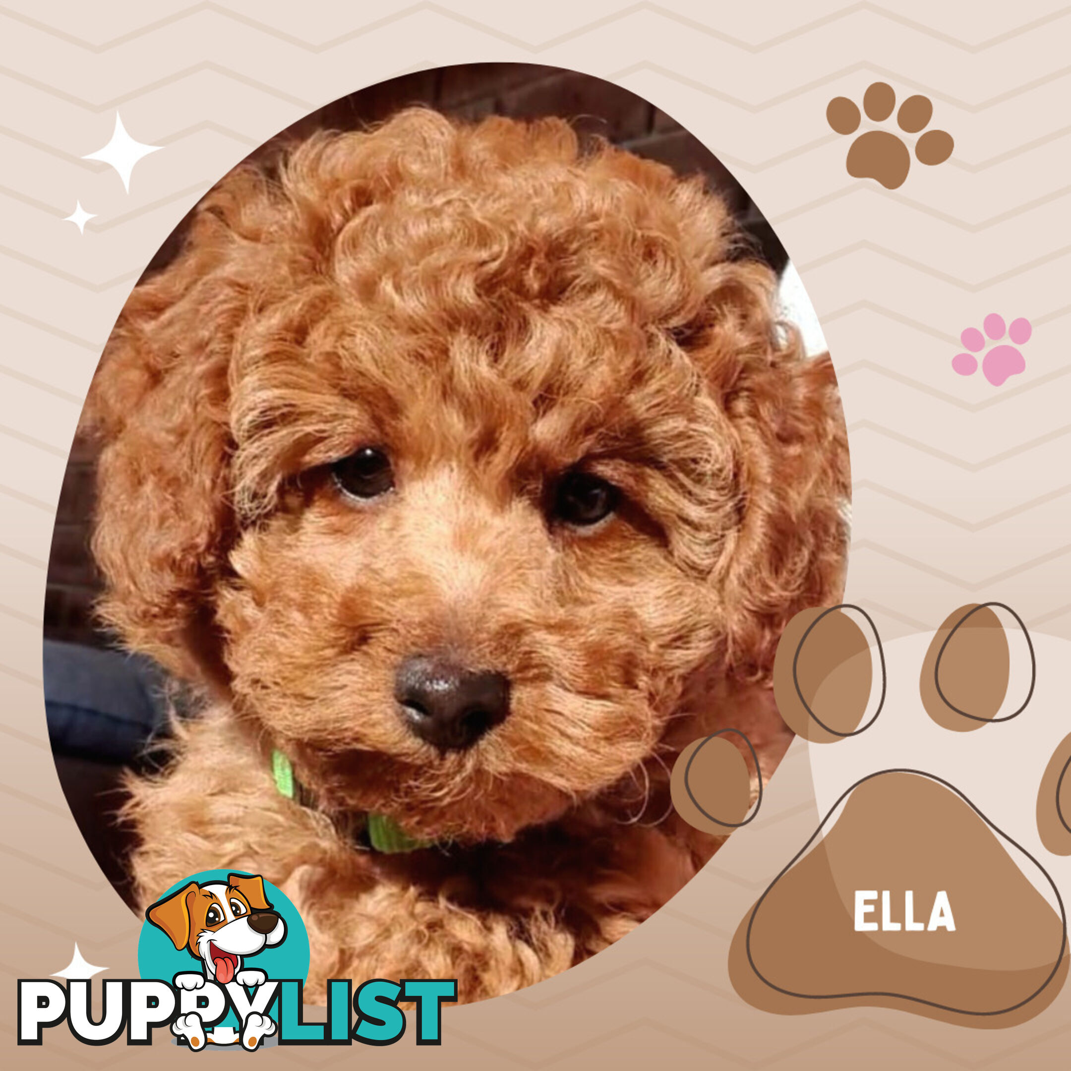 F1b Ruby Toy Cavoodles AV. 02.08.2024 - DNA tested & BH Guarantee Mt Martha Vic 3934