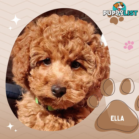 F1b Ruby Toy Cavoodles AV. 02.08.2024 - DNA tested & BH Guarantee Mt Martha Vic 3934