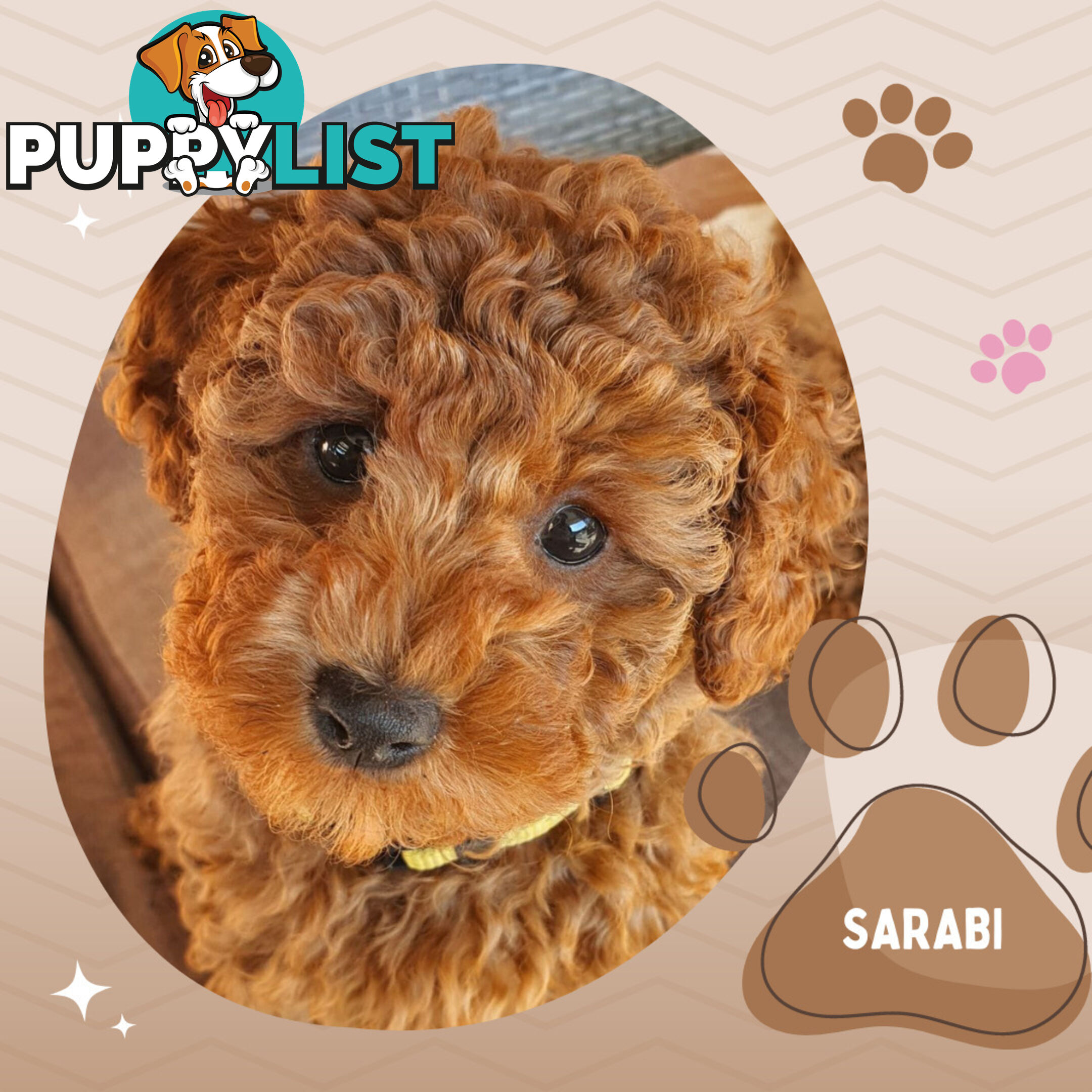 F1b Ruby Toy Cavoodles AV. 02.08.2024 - DNA tested & BH Guarantee Mt Martha Vic 3934