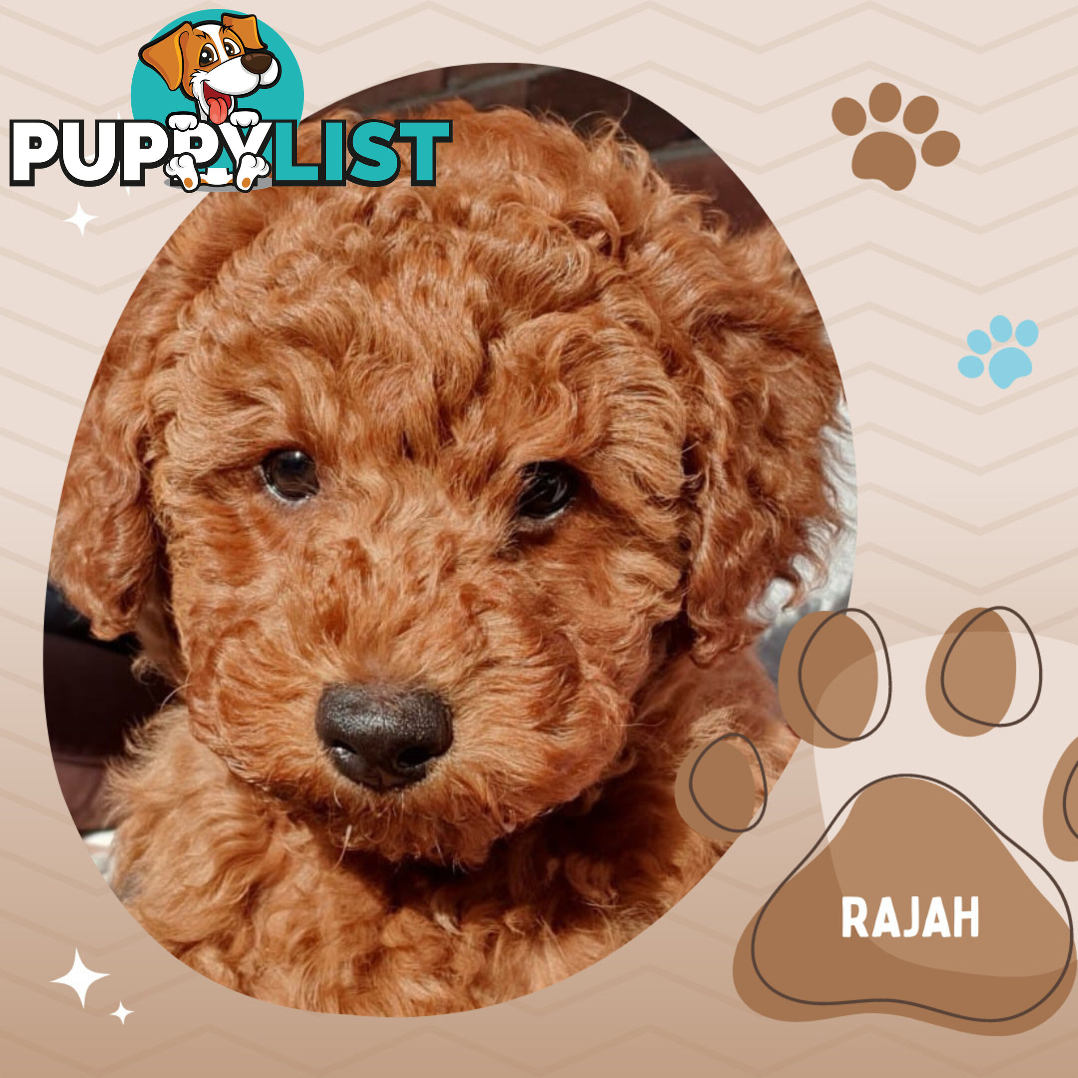 F1b Ruby Toy Cavoodles AV. 02.08.2024 - DNA tested & BH Guarantee Mt Martha Vic 3934