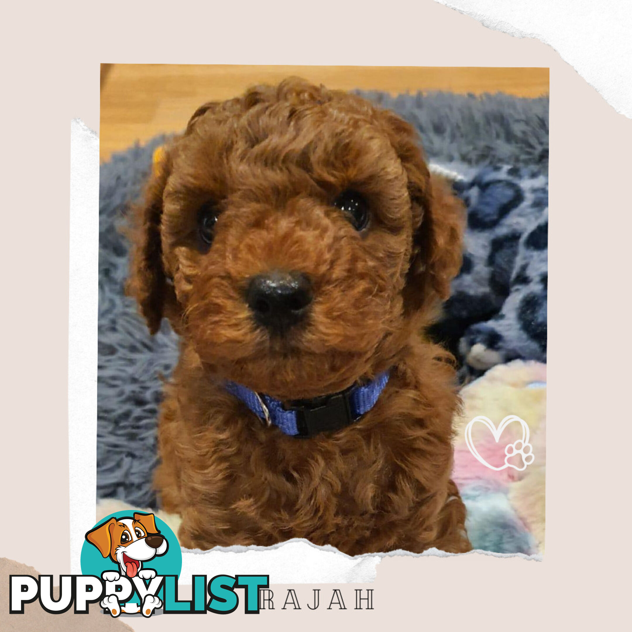 F1b Ruby Toy Cavoodles AV. 02.08.2024 - DNA tested & BH Guarantee Mt Martha Vic 3934