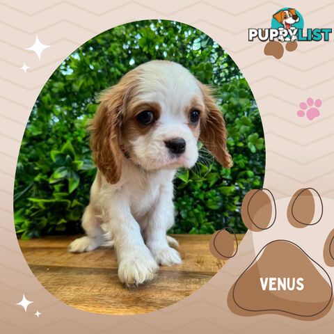 2 Female Purebred Cavalier King Charles Spaniels with DNA Clear Left!  Mooroolbark VIC