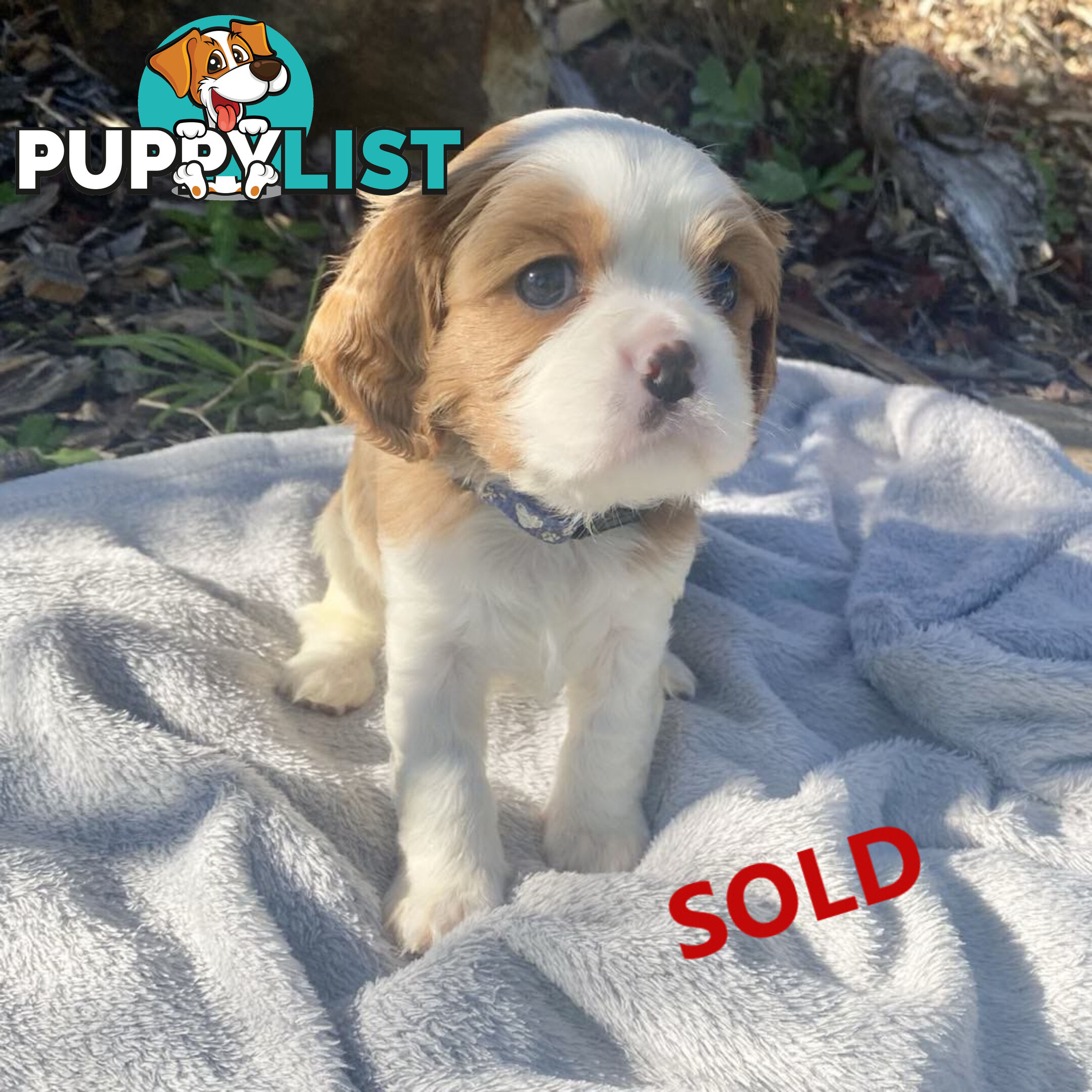 2 Female Purebred Cavalier King Charles Spaniels with DNA Clear Left!  Mooroolbark VIC