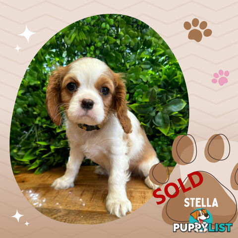 2 Female Purebred Cavalier King Charles Spaniels with DNA Clear Left!  Mooroolbark VIC