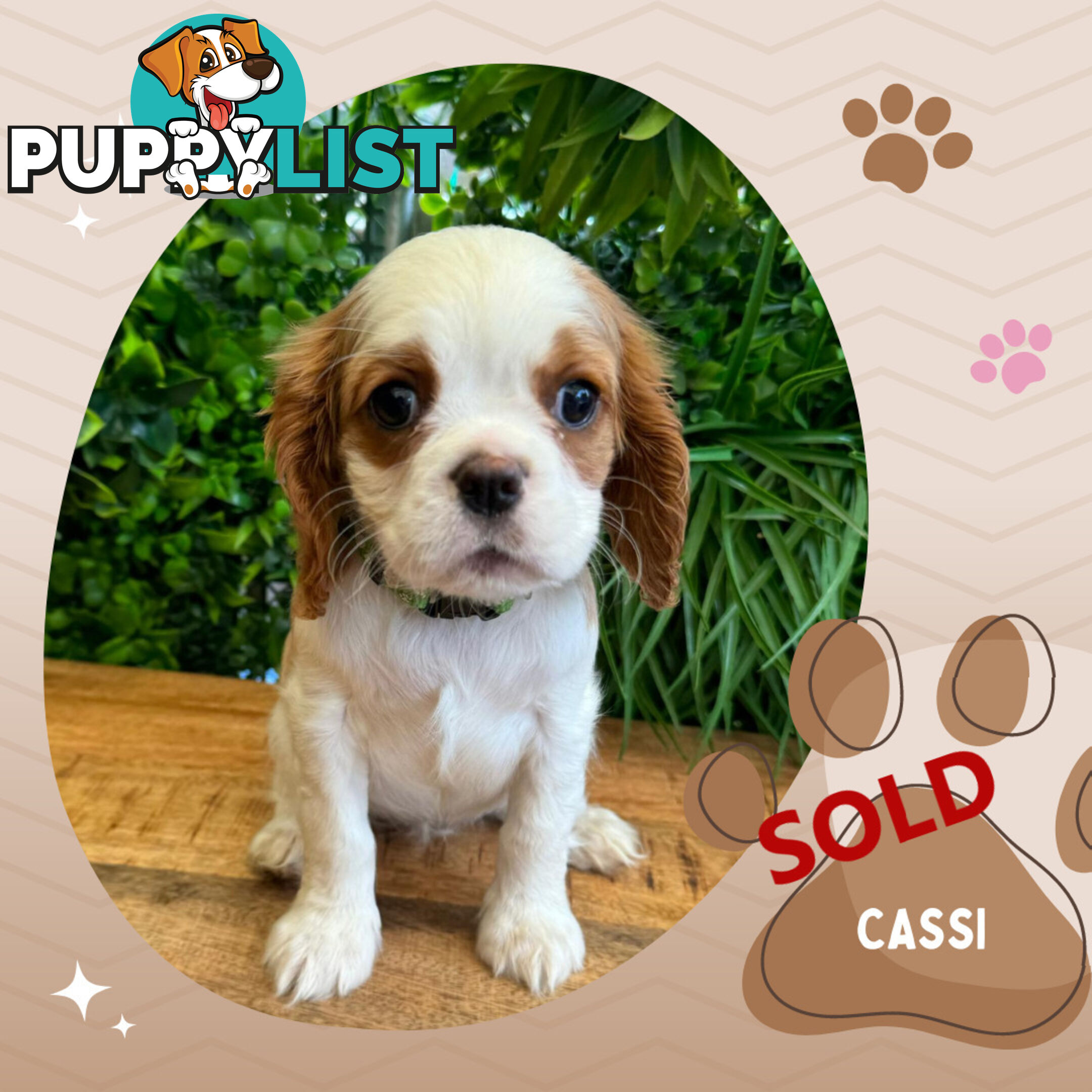 2 Female Purebred Cavalier King Charles Spaniels with DNA Clear Left!  Mooroolbark VIC