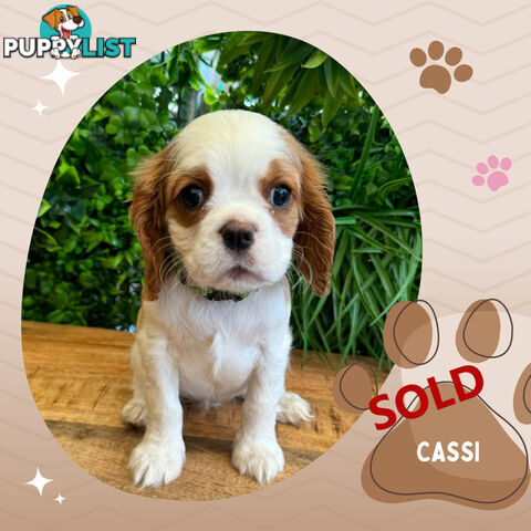 2 Female Purebred Cavalier King Charles Spaniels with DNA Clear Left!  Mooroolbark VIC