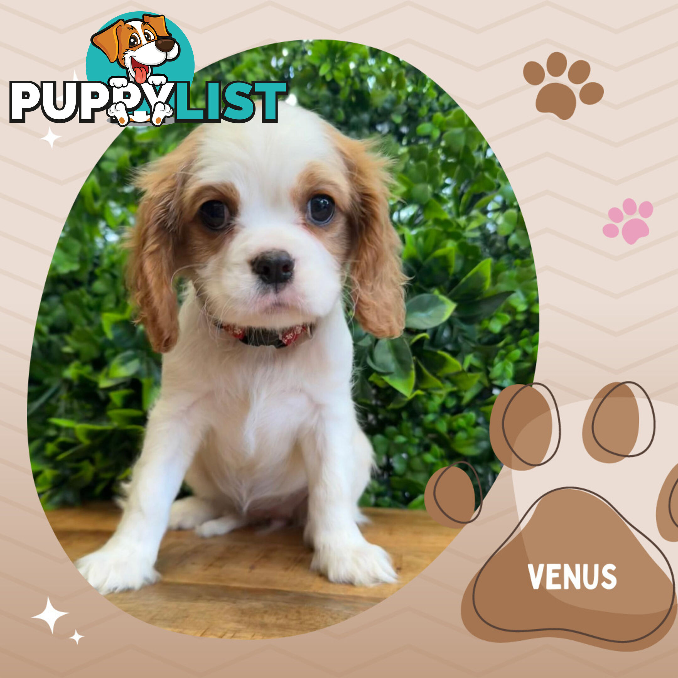 2 Female Purebred Cavalier King Charles Spaniels with DNA Clear Left!  Mooroolbark VIC