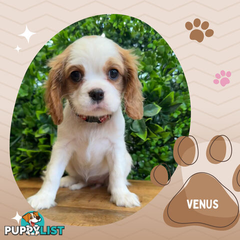 2 Female Purebred Cavalier King Charles Spaniels with DNA Clear Left!  Mooroolbark VIC