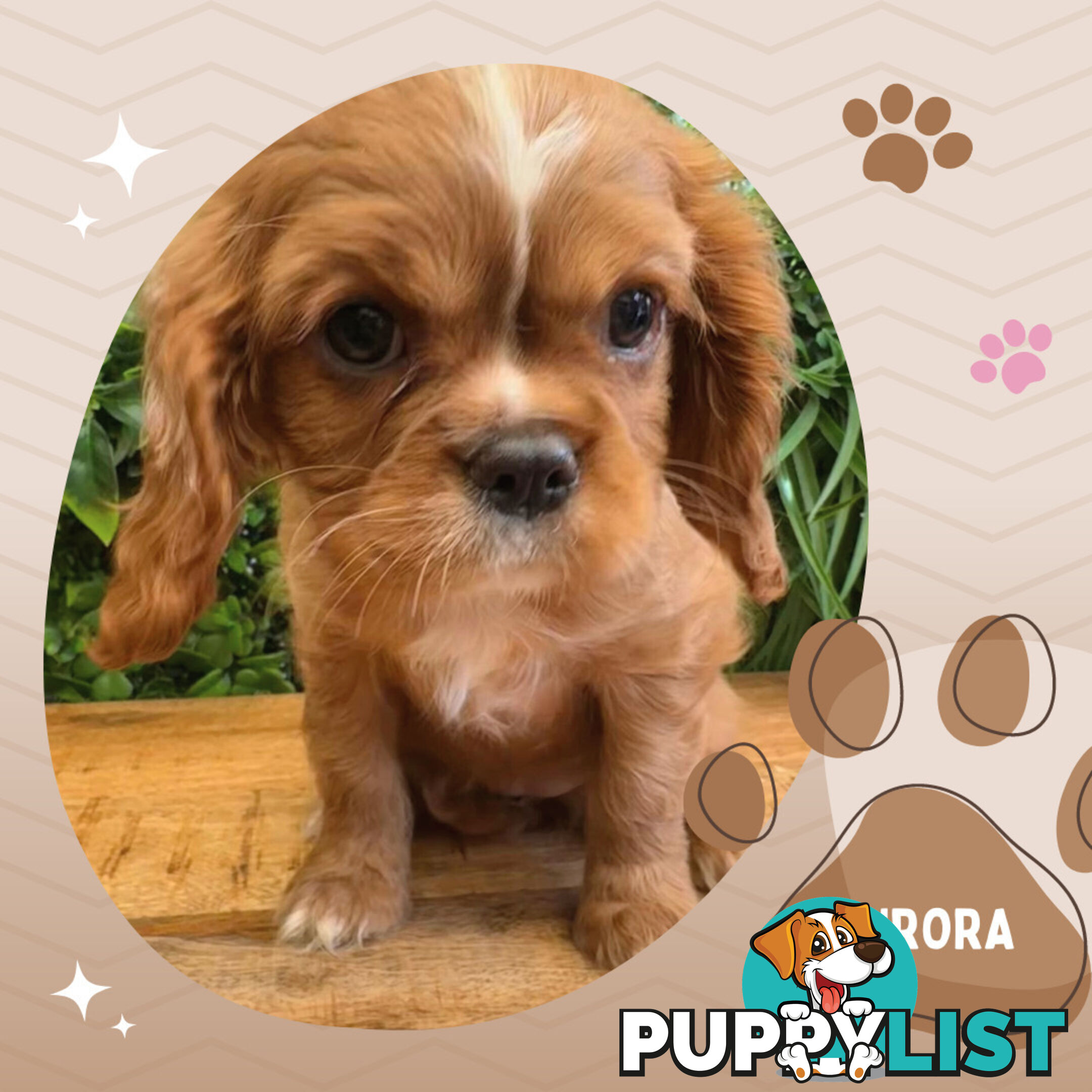 2 Female Purebred Cavalier King Charles Spaniels with DNA Clear Left!  Mooroolbark VIC