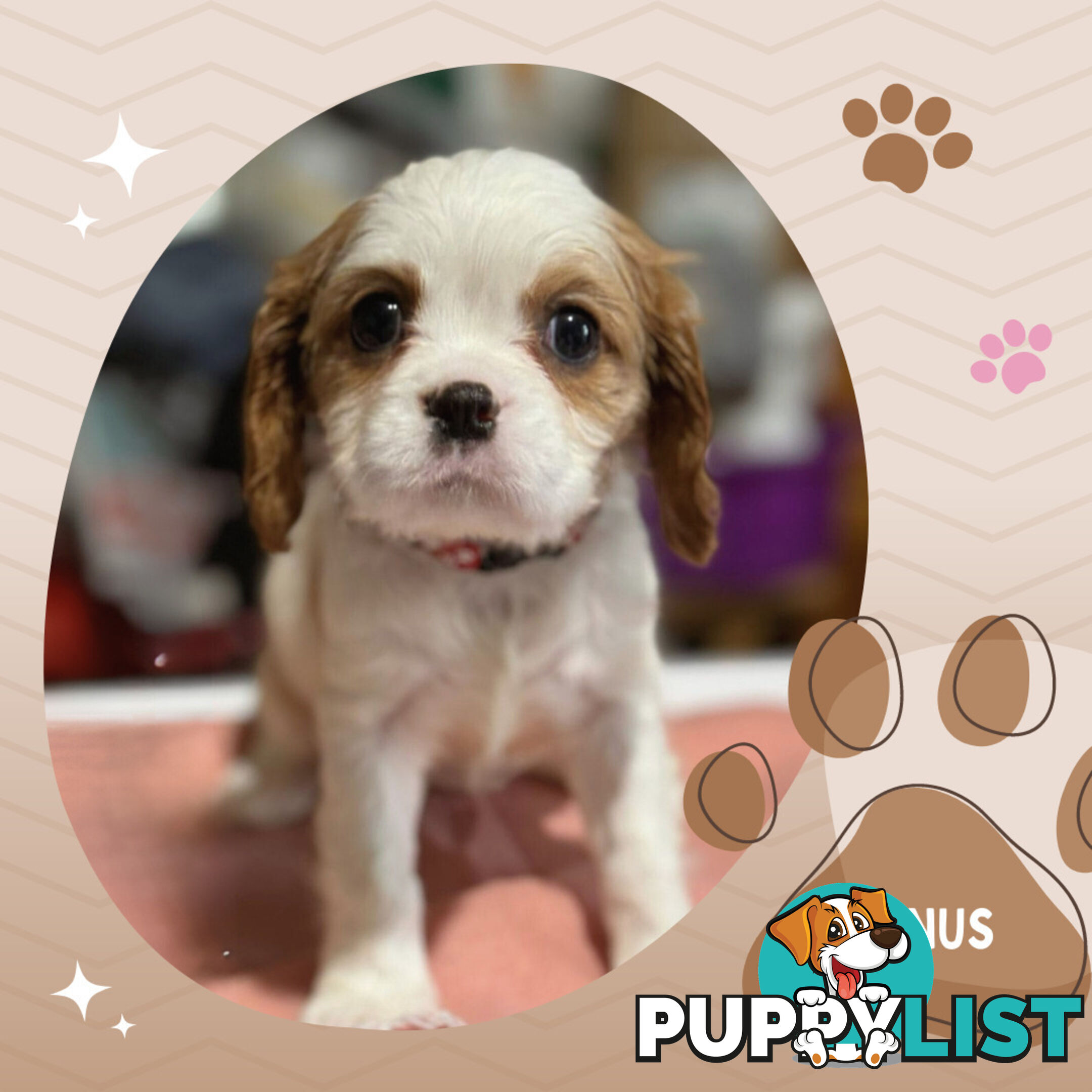 2 Female Purebred Cavalier King Charles Spaniels with DNA Clear Left!  Mooroolbark VIC