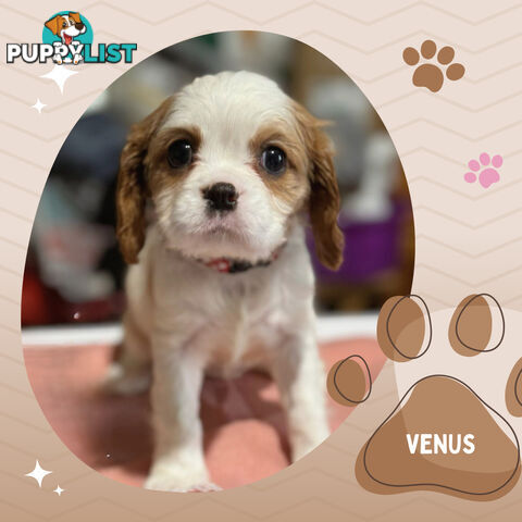 2 Female Purebred Cavalier King Charles Spaniels with DNA Clear Left!  Mooroolbark VIC