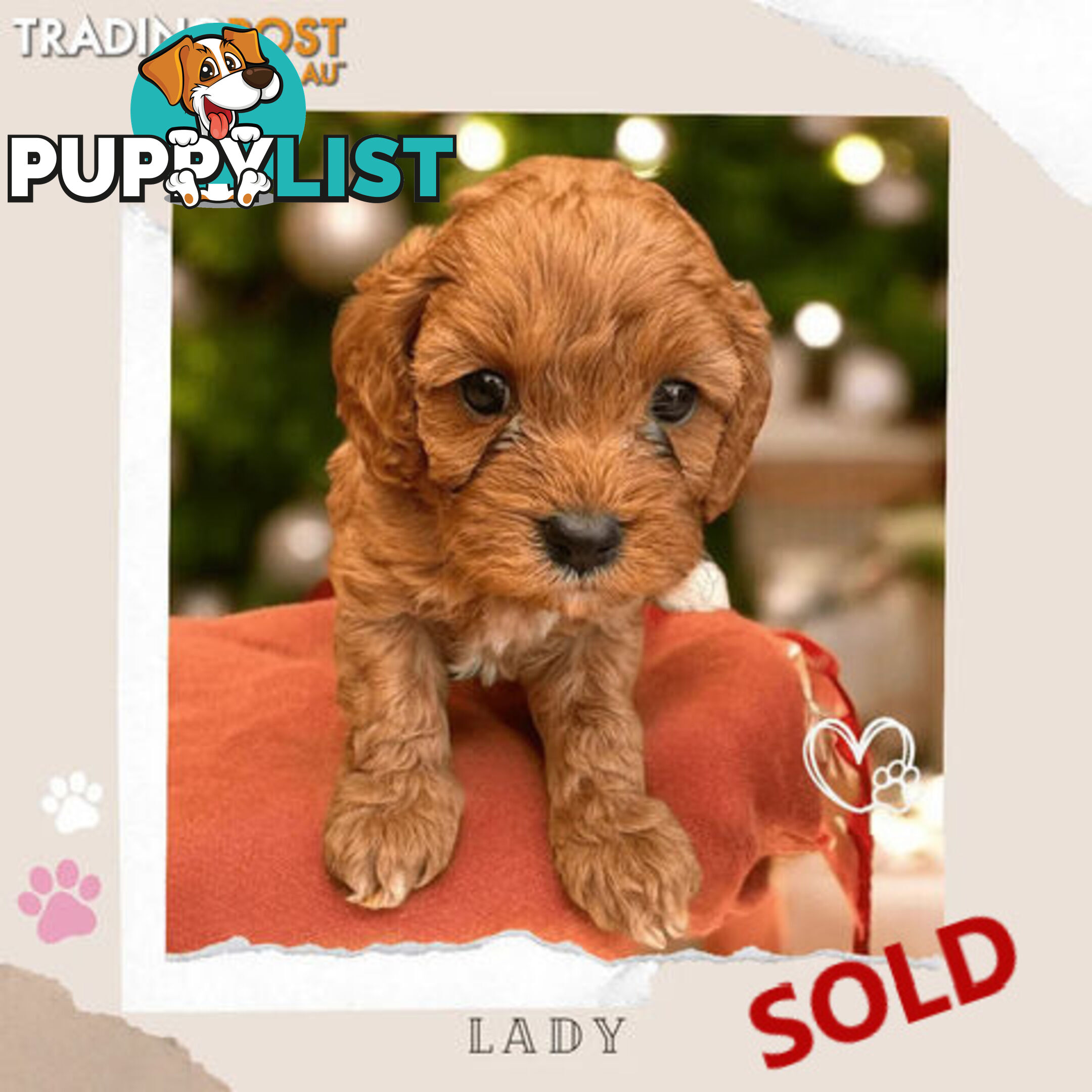 LAST GIRL LEFT! Clear DNA 1st Gen Toy Cavoodles. Boronia Vic 3136