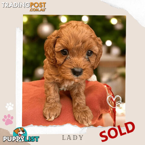 LAST GIRL LEFT! Clear DNA 1st Gen Toy Cavoodles. Boronia Vic 3136