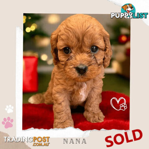 LAST GIRL LEFT! Clear DNA 1st Gen Toy Cavoodles. Boronia Vic 3136