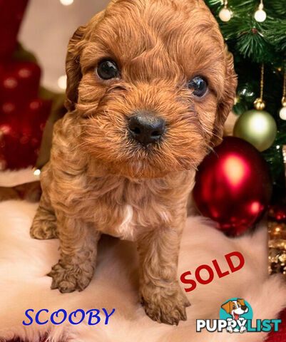 LAST GIRL LEFT! Clear DNA 1st Gen Toy Cavoodles. Boronia Vic 3136