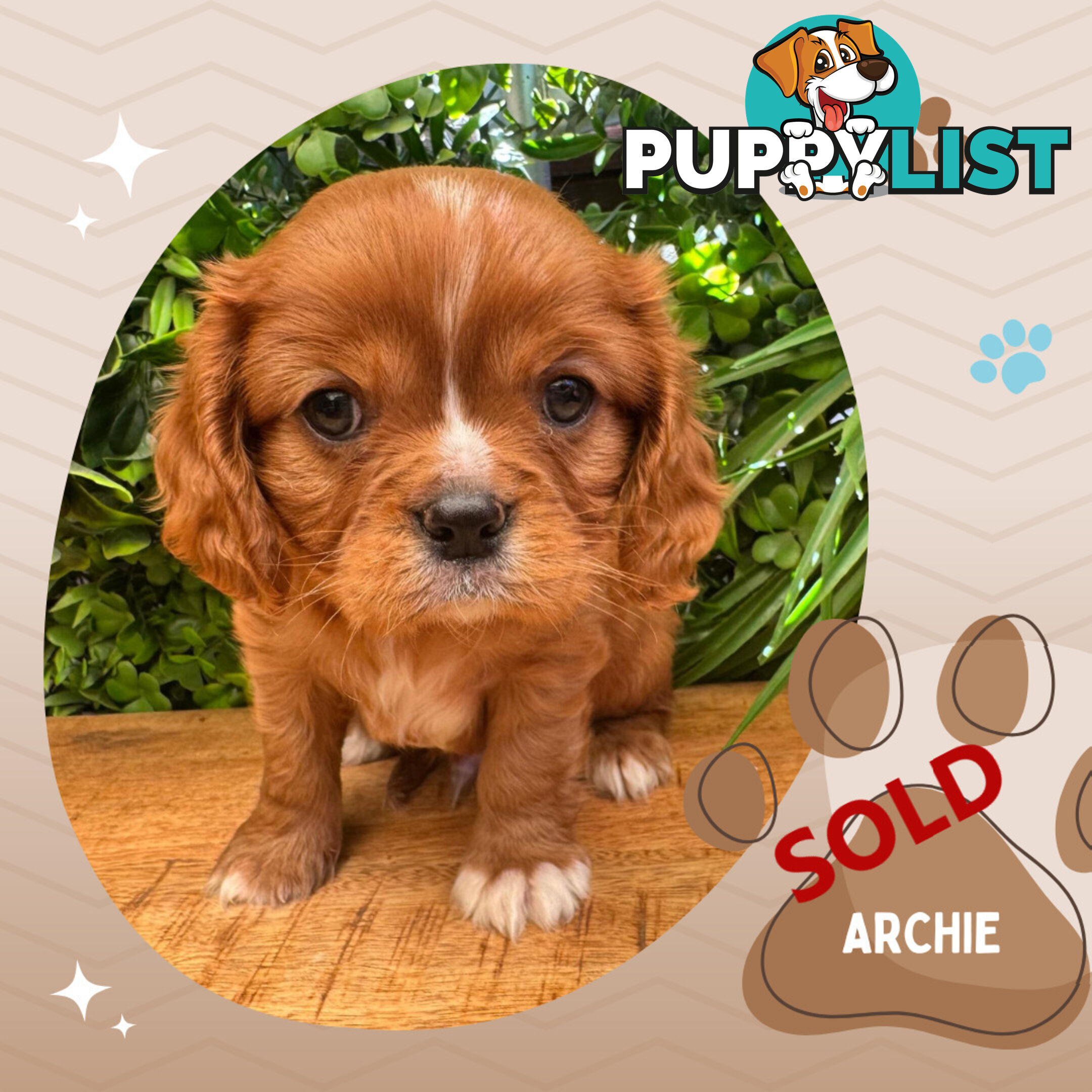 LAST Purebred Ruby Cavalier King Charles Boy Left!, DNA Tested, Boronia Vic 3155