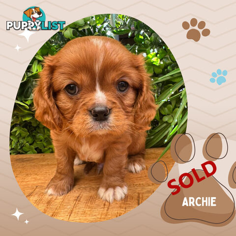 LAST Purebred Ruby Cavalier King Charles Boy Left!, DNA Tested, Boronia Vic 3155