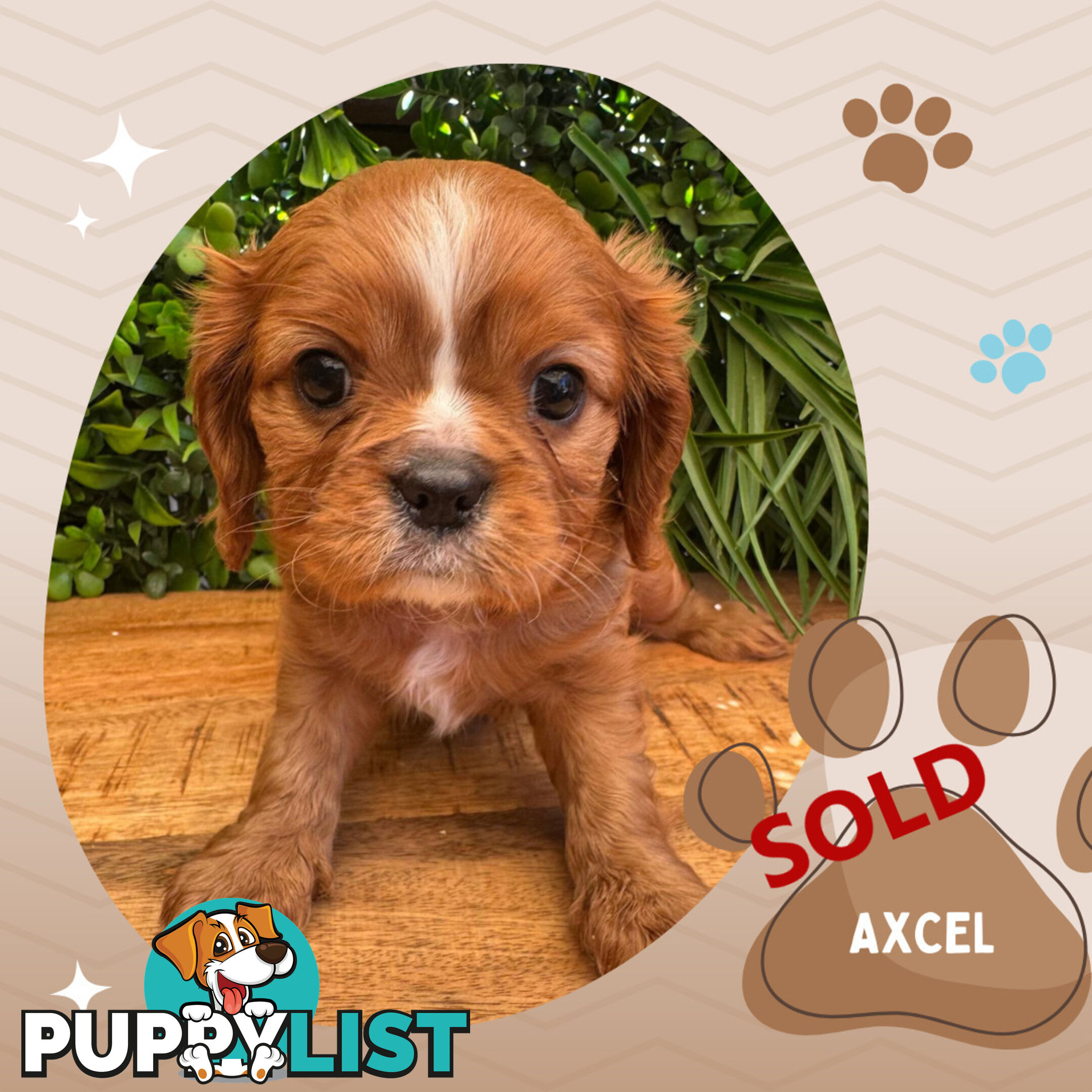 LAST Purebred Ruby Cavalier King Charles Boy Left!, DNA Tested, Boronia Vic 3155