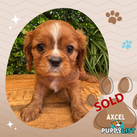 LAST Purebred Ruby Cavalier King Charles Boy Left!, DNA Tested, Boronia Vic 3155