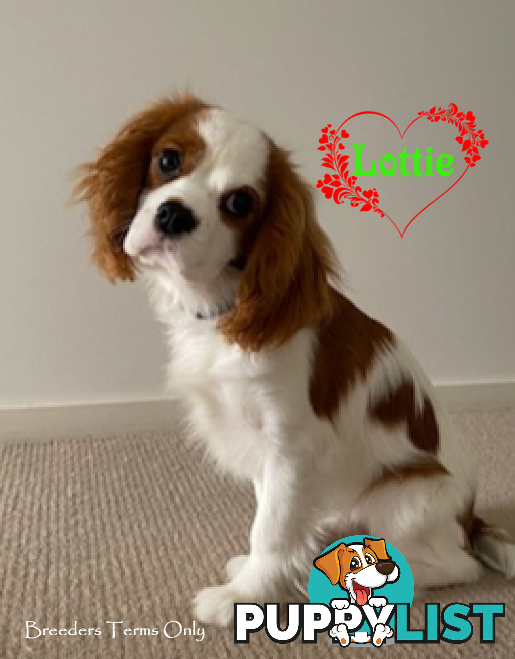 Purebred Female Cavalier King Charles Spaniel Puppies - Breeders Term Only