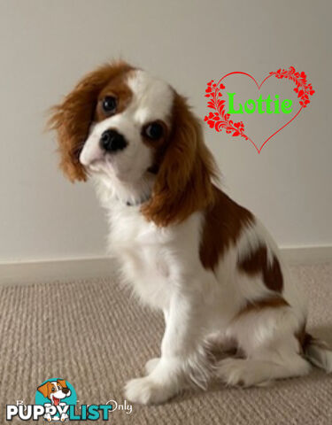 Purebred Female Cavalier King Charles Spaniel Puppies - Breeders Term Only