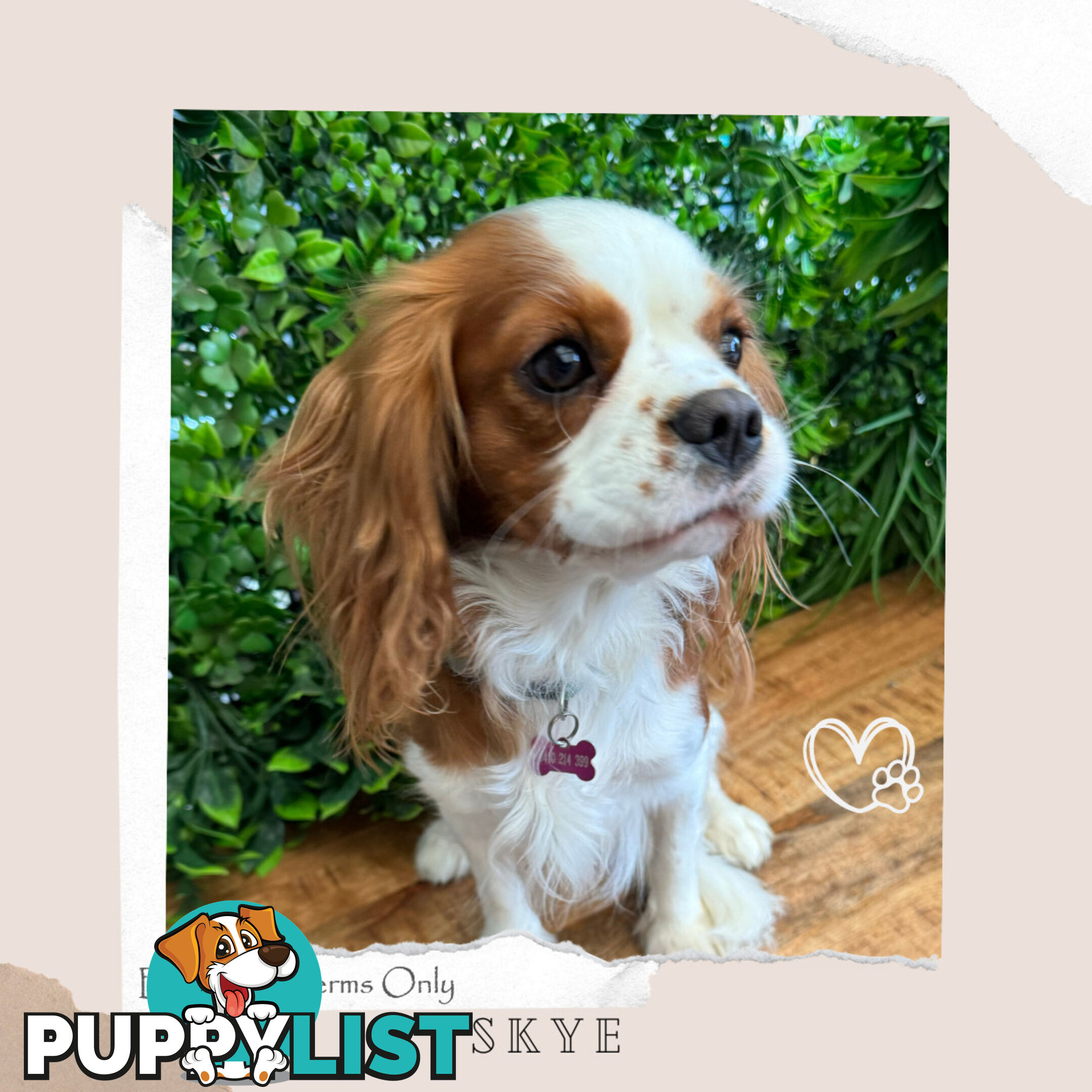 Purebred Female Cavalier King Charles Spaniel Puppies - Breeders Term Only