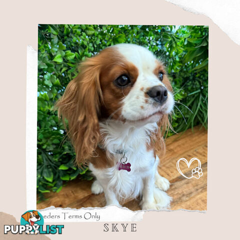 Purebred Female Cavalier King Charles Spaniel Puppies - Breeders Term Only