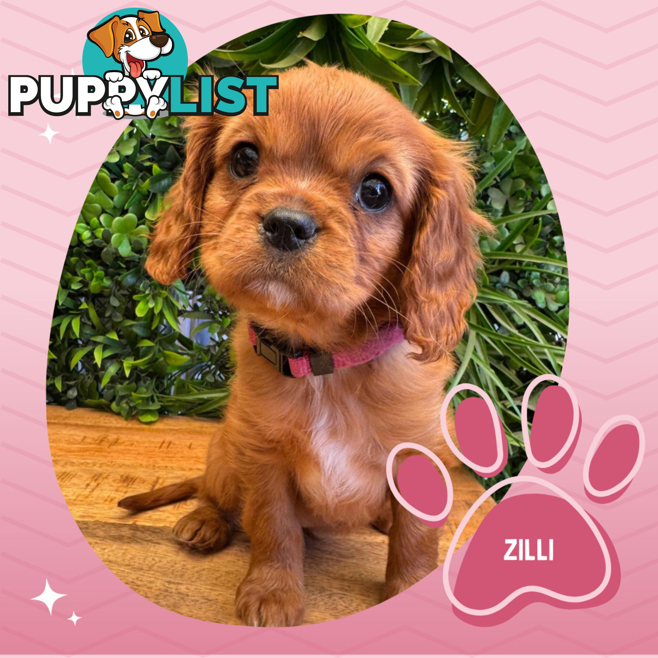 Purebred Female Cavalier King Charles Spaniel Puppies - Breeders Term Only