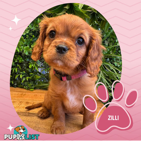 Purebred Female Cavalier King Charles Spaniel Puppies - Breeders Term Only